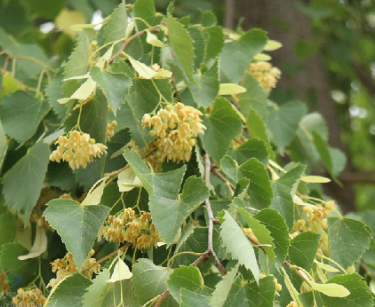 linden flower extract powder,